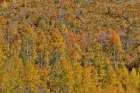 USA, Utah. Wasatch, maple and Aspen trees along Highway 89 east of Ogden in full blazing fall color Art Print